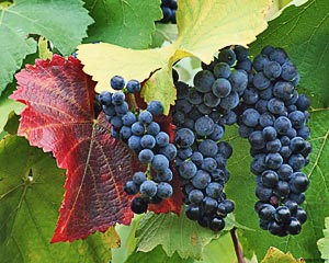 Growing table grapes at home