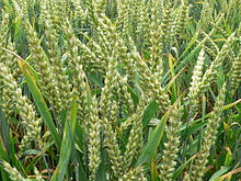 Einkorn