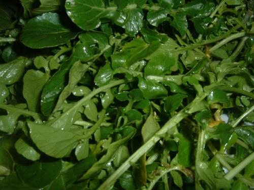 Watercress Leaves
