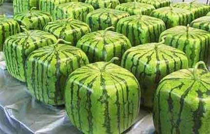 Square watermelons
