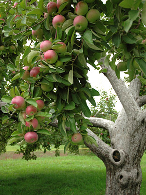 from seed to plant to tree to flower to the fruit of health
