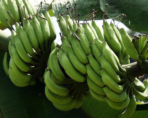 Green banana