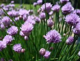 Chive onions