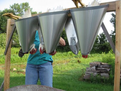 The culling funnels help in killing the birds more humanely