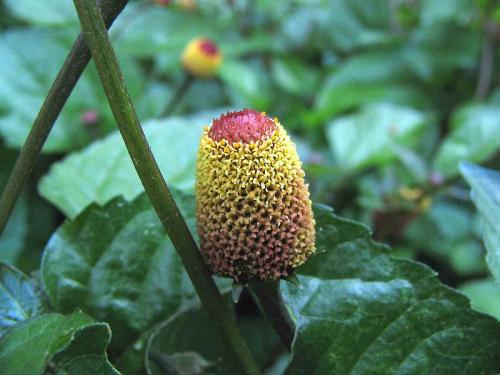 Herbs for dengue