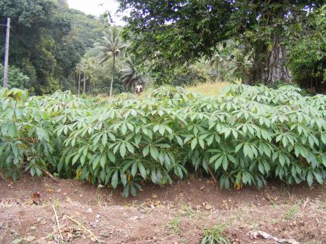 Growing cassava