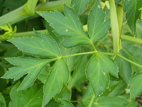 ashitaba leaves