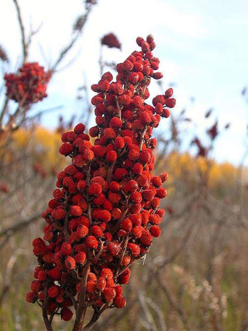 Herbs for anemia