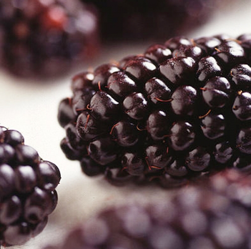 Blackberry Juice Concentrate Health Benefits 