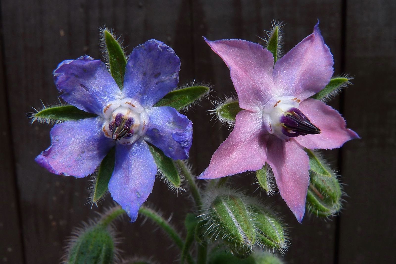 Borage for Skin Care