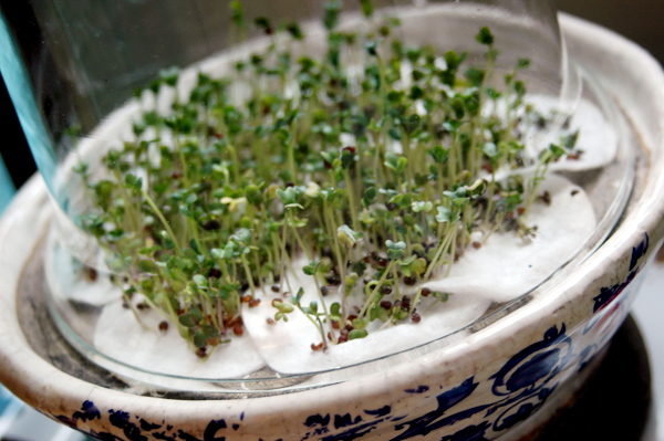 Click Here for broccoli sprouts