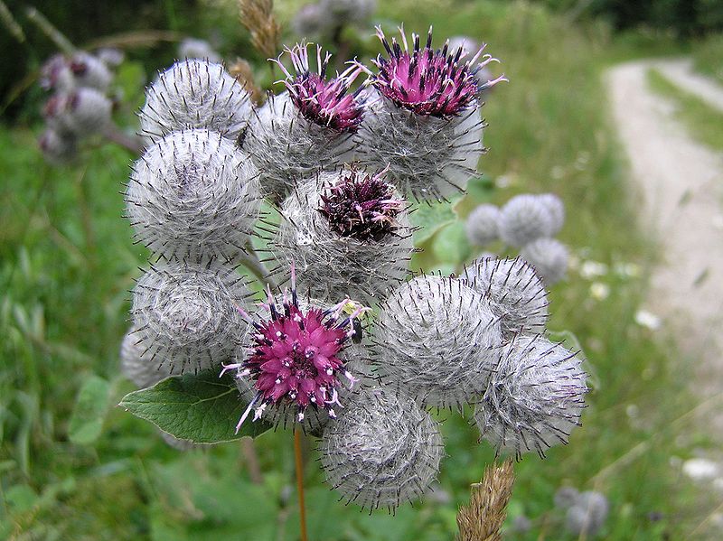 Burdock For Skin Care