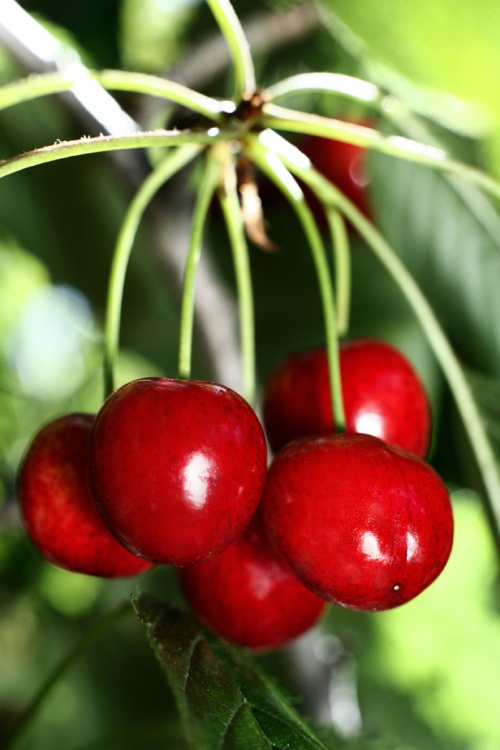 Cherries