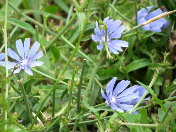 Chicory leaf benefits