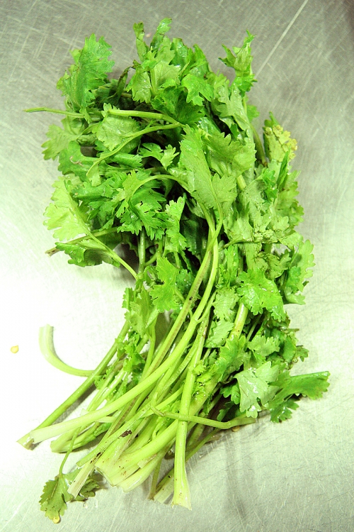 Cilantro