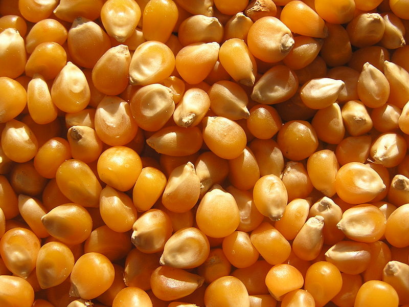 Corn For Skin Care