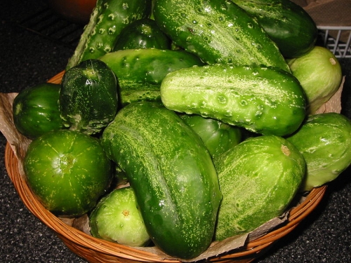 Cucumbers