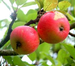 apple
