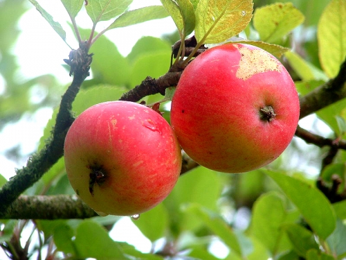 Fresh Apples