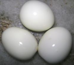 Eggs Contain Choline