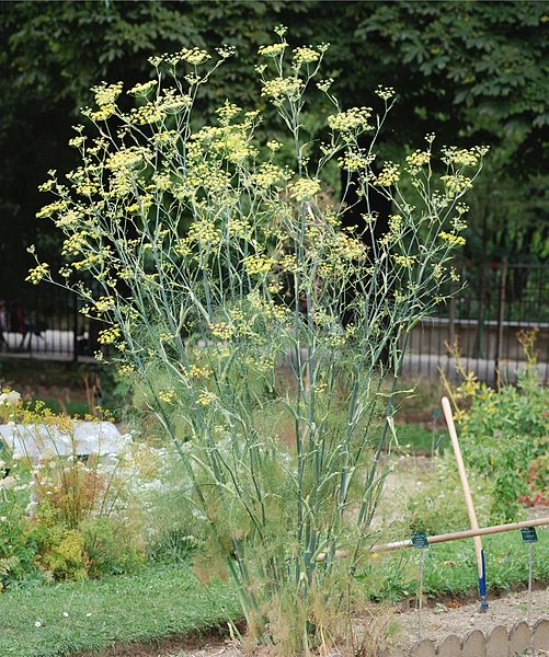 Fennel for Skin Care