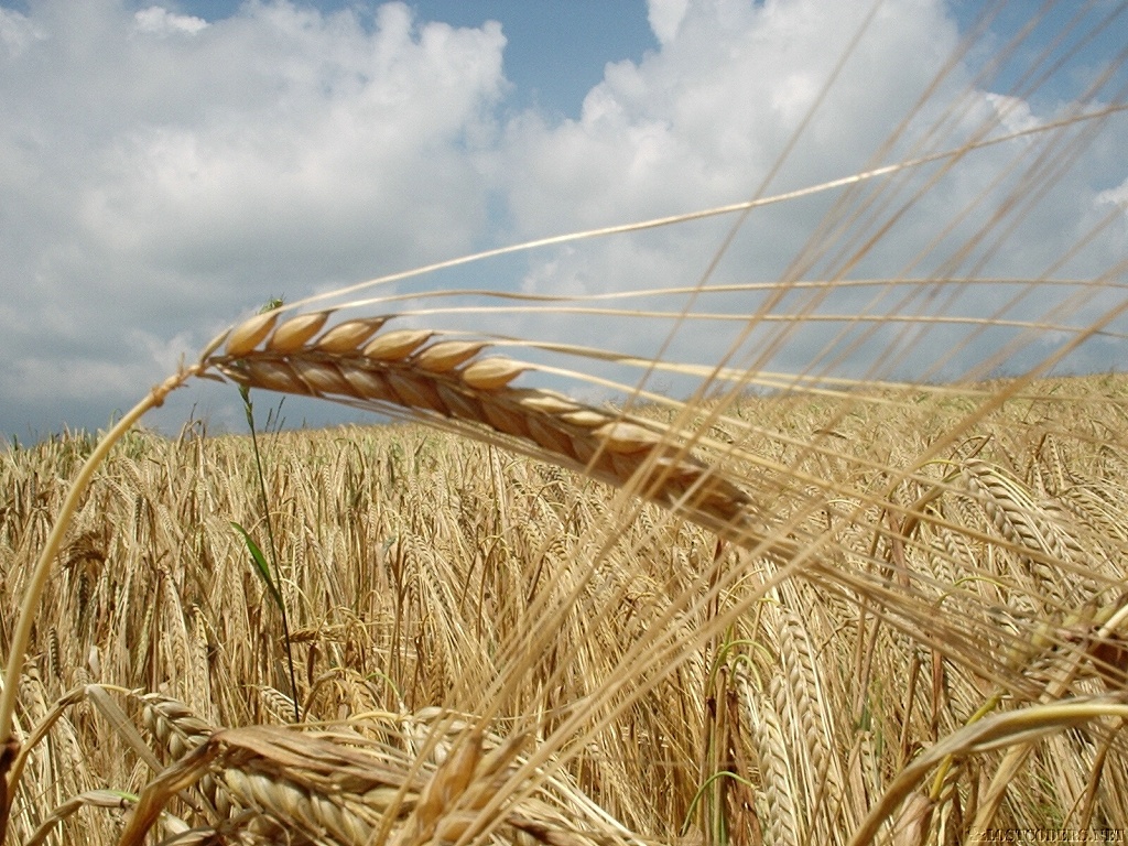 grain