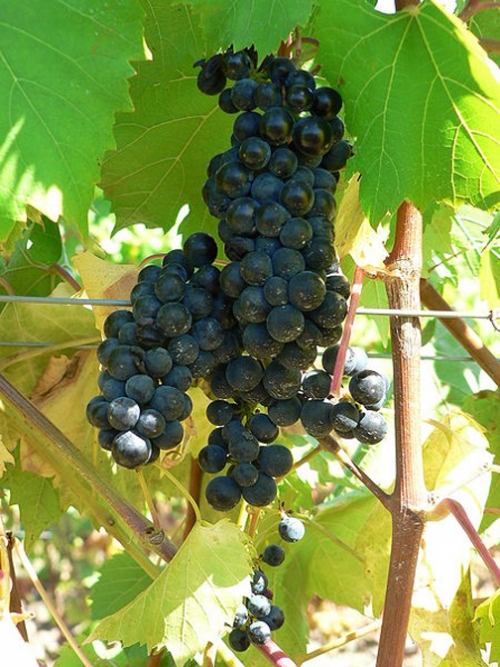 Grape for Skin Care