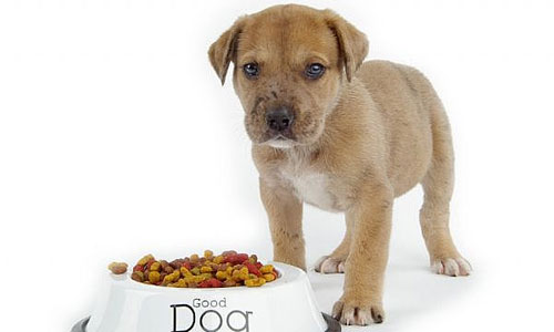 Dog Food Images