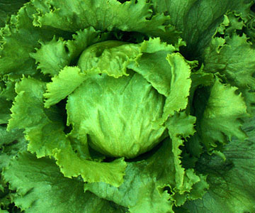 plant lettuce