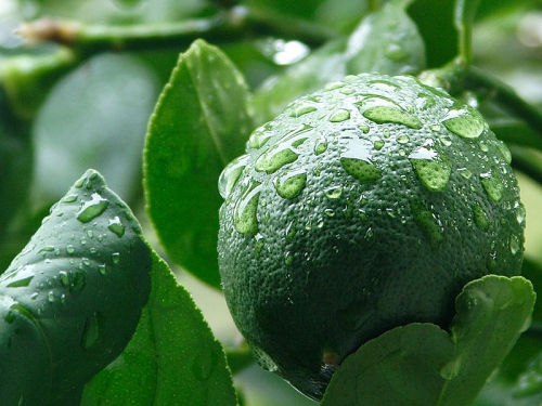 Lemon