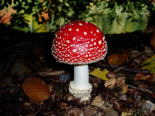 Eat mushrooms to prevent breast cancer