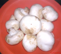 How to go Mushroom hunting in North Carolina