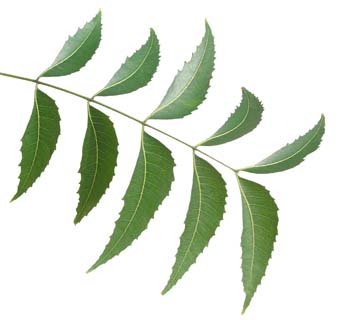 Neem Juice  Concentrate Health Benefits 