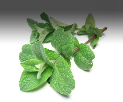  Culinary Mint on Culinary Uses Of Peppermint   Ifood Tv