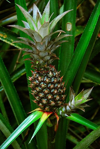 Pineapple For Skin Care
