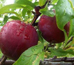 benefits of plums