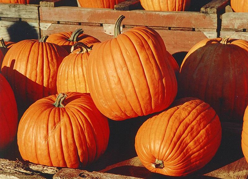 Pumpkin For Skin Care