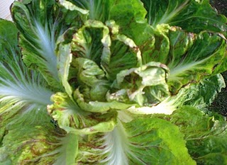 the beautiful radicchio