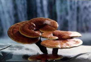 reshi mushroom