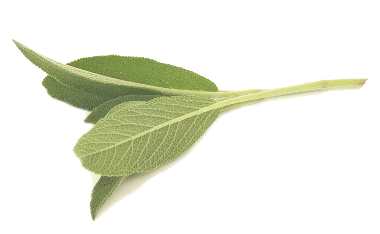 Sage for Skin Care