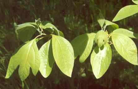 Sassafras leaf benefits