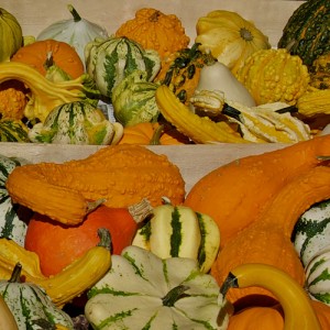 Squash