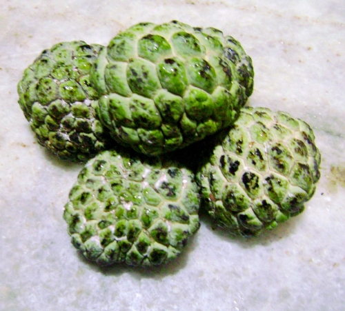 Sweetsop