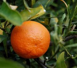 Tangerine on a tree