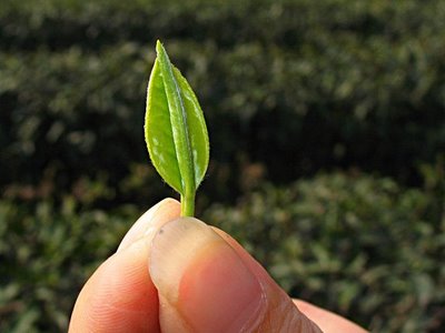 tea leaf