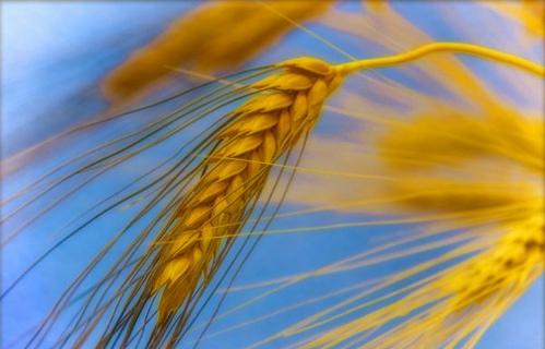 Interesting Facts About Wheat