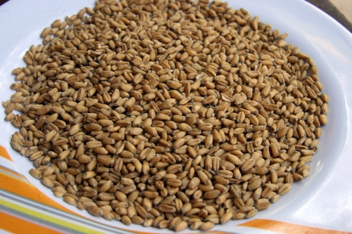 Wheat