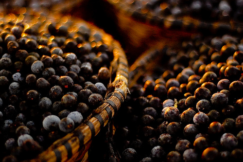 acai berry benefits