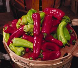 Aji peppers