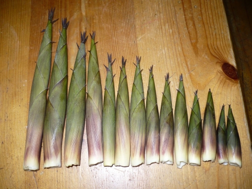 bamboo%20shoots.jpg